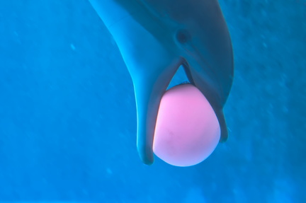 Dolphin's Whisper