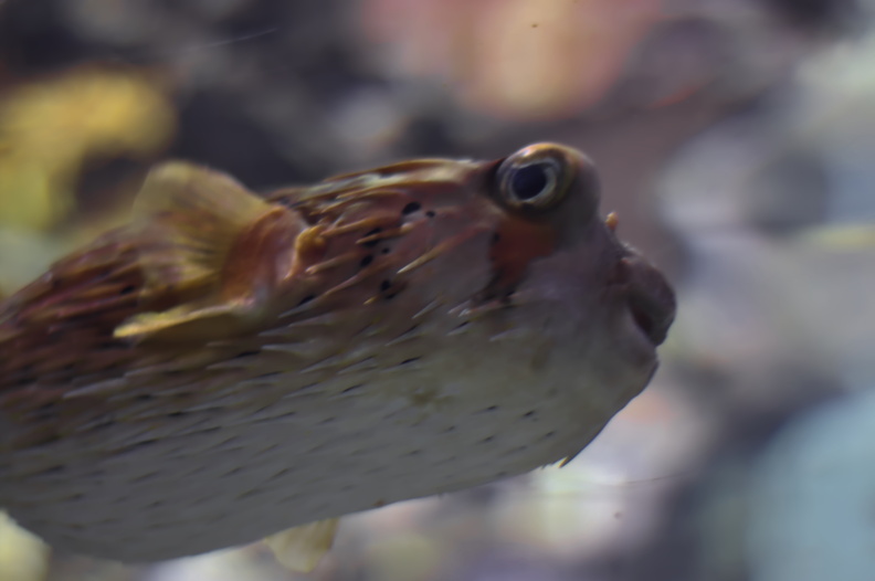 This captivating close-up photograph showcases a pufferfish (Takifugu rubripes) with remarkable clarity and detail. The photographer's use of shallow depth of field allows the viewer to focus on the intricate textures and patterns on the fish's body, while the blurred background emphasizes the subject's importance. The lighting in this image is excellent, with natural light illuminating the fish from above, highlighting its vibrant colors and creating a sense of depth. The composition of the photo is well-balanced, with the pufferfish positioned off-center to draw attention to its fascinating features. Overall, this photograph is a stunning representation of the beauty and diversity of marine life, and it is sure to captivate anyone who sees it. 20240320160507-156f18f0.jpg