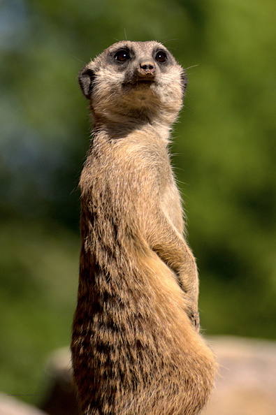 In this captivating photograph, a meerkat stands sentinel, its gaze piercing through the veil of time. The artist's mastery of light and shadow creates an otherworldly atmosphere, as if the very essence of the wild has been distilled into this singular moment. The meerkat's posture, a testament to its vigilant nature, is rendered with exquisite detail, inviting us to step into its world. This image transcends mere documentation, becoming a portal to the untamed beauty that lies just beyond our reach. 20231120140242-b98a7eac.jpg