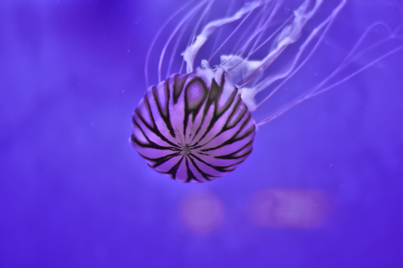 This captivating image captures the ethereal beauty of a jellyfish in its natural habitat. The photographer's use of shallow depth of field creates a sense of intimacy with the subject, drawing the viewer's attention to the intricate details of the jellyfish's translucent body and delicate tentacles. The soft, diffused lighting adds a dreamy quality to the image, evoking a sense of wonder and enchantment. As we gaze upon this mystical creature, we are reminded of the awe-inspiring beauty that lies just beneath the surface of our oceans. 20240319092757-2a04e7b7.jpg