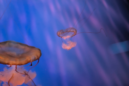 Jellyfish Dance