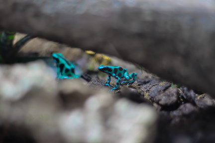 Emerald Forest Encounter