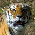 Tiger's Gaze