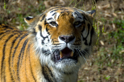 Tiger's Gaze