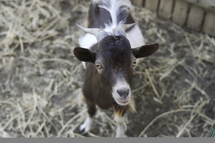 Goat's Gaze