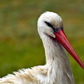 The Majestic Stork: A Portrait of Serenity