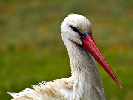 The Majestic Stork: A Portrait of Serenity