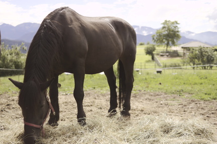 Horse Grazing