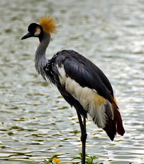 Elegance in Flight