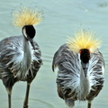 Crowned Majesty