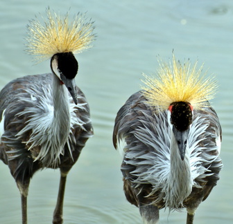 Crowned Majesty