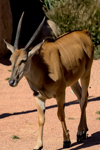 This photograph captures the essence of an African eland, its large ears and horns standing out against the backdrop of the savannah grasslands. The image conveys a sense of grace and power, showcasing the animal's unique features and habitat. 20231120135919-3806317b.jpg