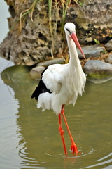 White Stork in its Natural Habitat