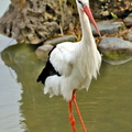 White Stork in its Natural Habitat