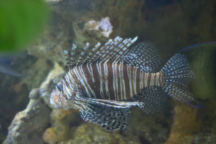 Lionfish in Motion