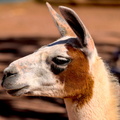 The Serene Llama