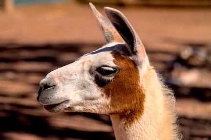 The Serene Llama