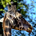 Giraffe's Gaze