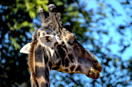 Giraffe's Gaze