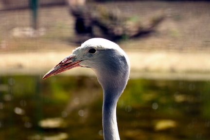 Elegance in Flight