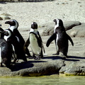 Playful Penguins
