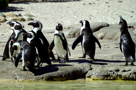 Playful Penguins
