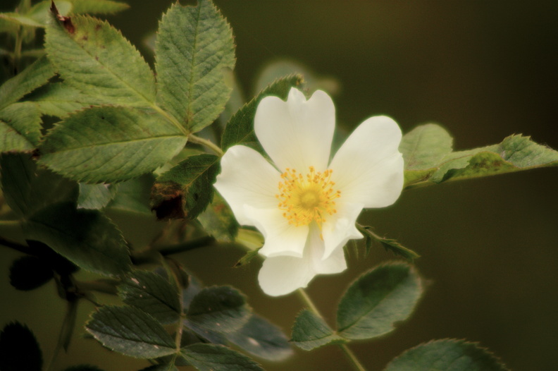In this captivating image, a delicate white rose bloom takes center stage against a blurred background that allows its intricate beauty to shine through. The photographer's skillful use of shallow depth of field creates a sense of intimacy and focus on the flower, drawing the viewer's eye directly to its heart-shaped petals and vibrant yellow stamens. The soft, diffused light adds a touch of warmth and serenity to the overall mood of the image, inviting the viewer to pause and appreciate the simple yet profound beauty of this natural wonder. 20231120140225-8ef9ef28.jpg