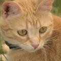 Feline Serenity