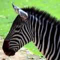 Zebras in their natural habitat