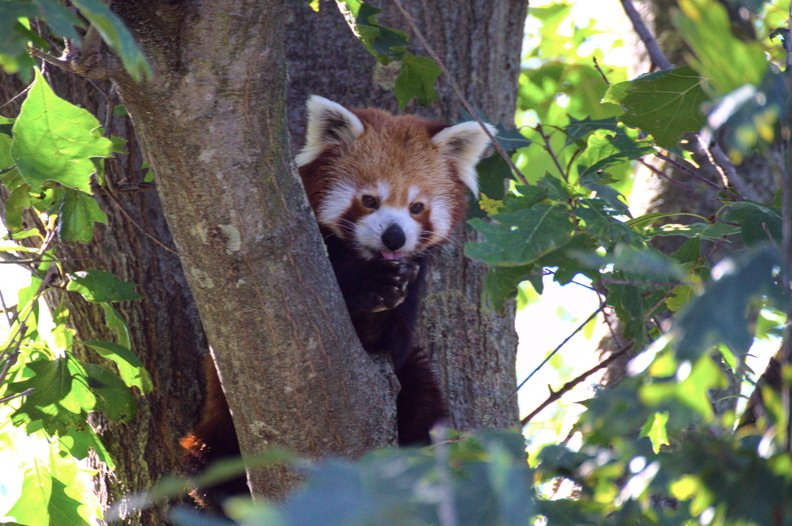 In this captivating image, a red panda is captured in its natural habitat, perched high up in the trees. The photographer's use of a telephoto lens allows for a close-up shot without disturbing the animal, showcasing the intricate details of the red panda's fur and facial features. The lighting in the photo highlights the textures and colors of the tree bark and leaves, creating a sense of depth and dimensionality. The composition of the image is well-balanced, with the red panda centered and surrounded by lush foliage, drawing the viewer's attention to the subject. Overall, this photograph demonstrates exceptional skill and patience on behalf of the photographer, who has managed to capture a rare moment in time that showcases the beauty and majesty of these elusive creatures. 20231120140747-37da440d.jpg