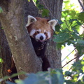 Red Panda in the Trees