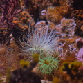 Sea Anemone Forest