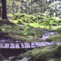 Mossy Forest Path