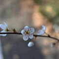Blossoming Tree Branch