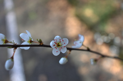 Blossoming Tree Branch