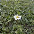 Ethereal Bloom