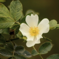 Blossom