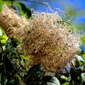 Cotinus in Bloom