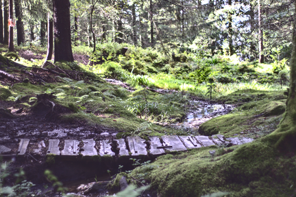 Mossy Forest Path