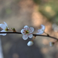 Blossoming Tree Branch