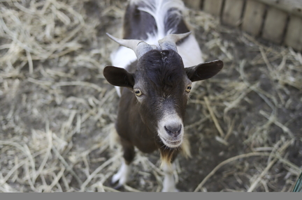 Goat's Gaze
