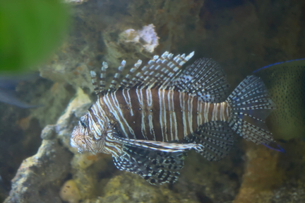 Lionfish in Motion