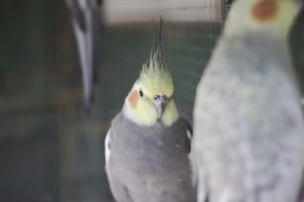 Cockatiel's Curiosity