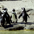 Playful Penguins
