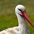 The Majestic Stork: A Portrait of Serenity