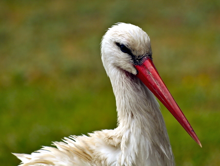 The Majestic Stork: A Portrait of Serenity