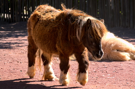 Shy Pony