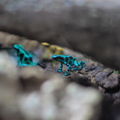 Emerald Forest Encounter