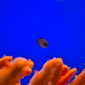Coral Reef Symphony