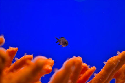Coral Reef Symphony